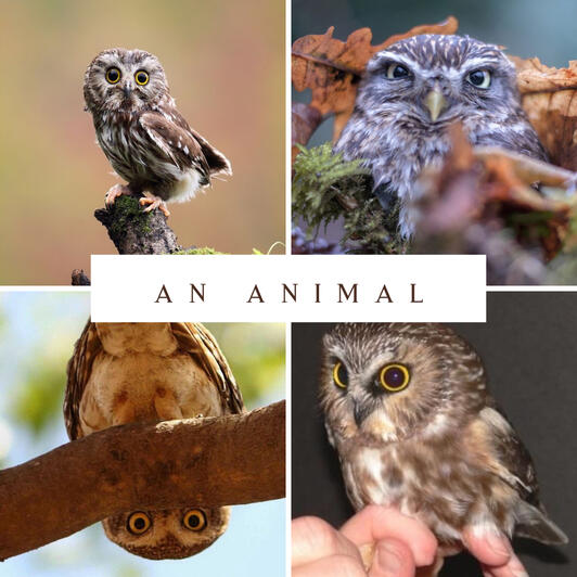 A collage of northern saw-whet owl images
