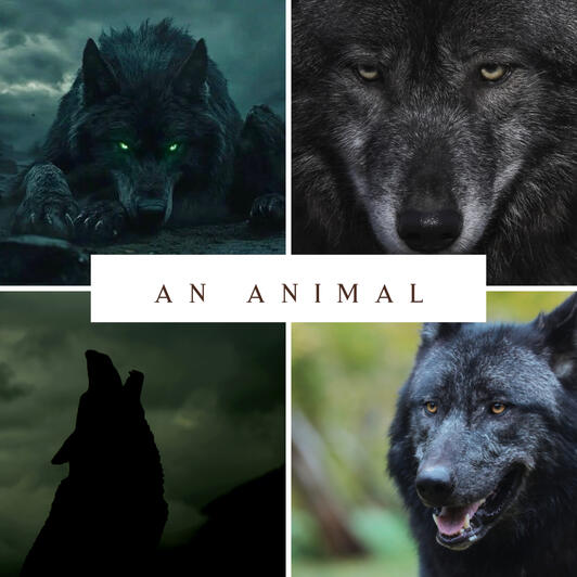 A collage of black wolf images