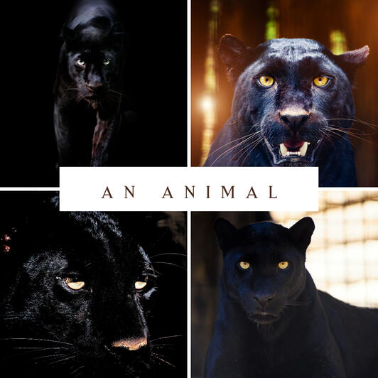 A collage of black wolf images