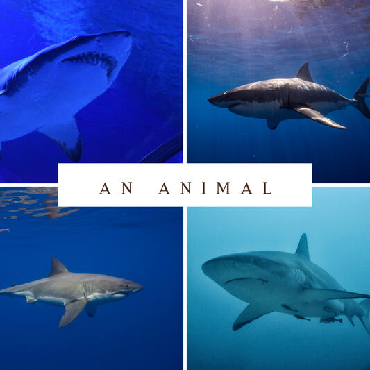 A collage of shark images