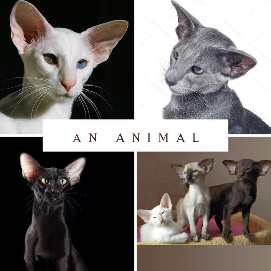 A collage of oriental shorthair cat images.